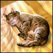 guffi